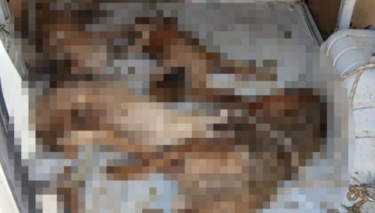 Nakil aracında 4 köpek öldü: Soruşturma başlatıldı Nakil aracında 4 köpek öldü: Soruşturma başlatıldı