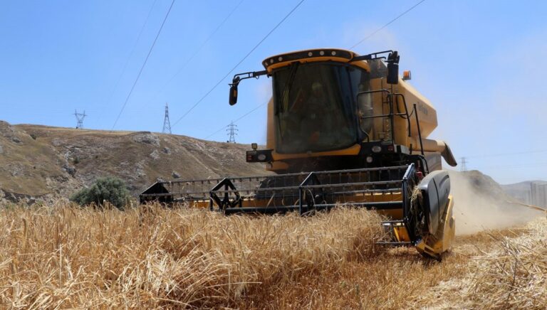 Rekor hasat başladı: Çiftçinin yüzü güldü Rekor hasat başladı: Çiftçinin yüzü güldü