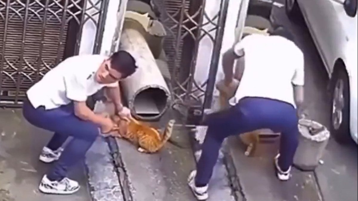 Sevmek için yaklaştığı kediye vahşeti yaşattı Sevmek için yaklaştığı kediye vahşeti yaşattı