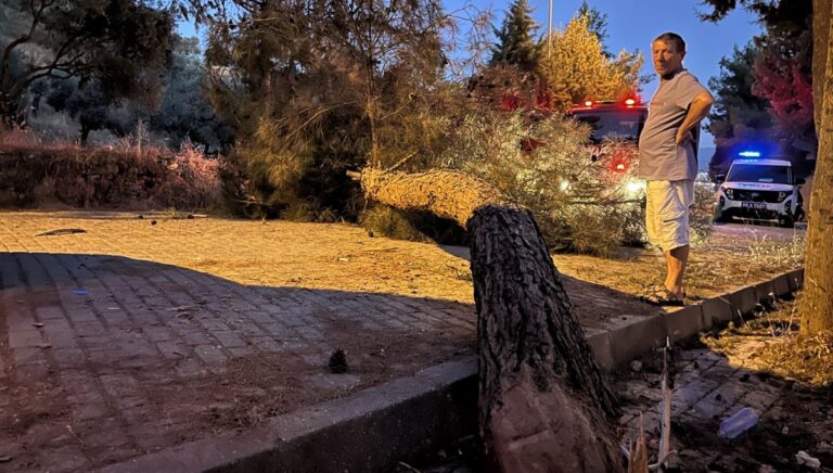 Seyir halindeki kamyonetin üzerine ağaç devrildi Seyir halindeki kamyonetin üzerine ağaç devrildi