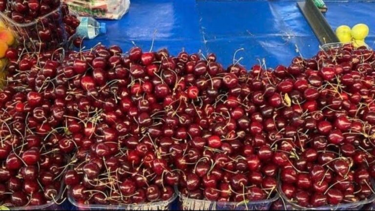 Tarımda iktidar sınıfta kaldı, kiraz zengine kaldı Tarımda iktidar sınıfta kaldı, kiraz zengine kaldı