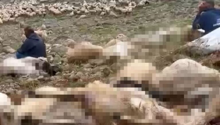 Tunceli’de sürüye yıldırım düştü; 200 küçükbaş öldü Tunceli’de sürüye yıldırım düştü; 200 küçükbaş öldü