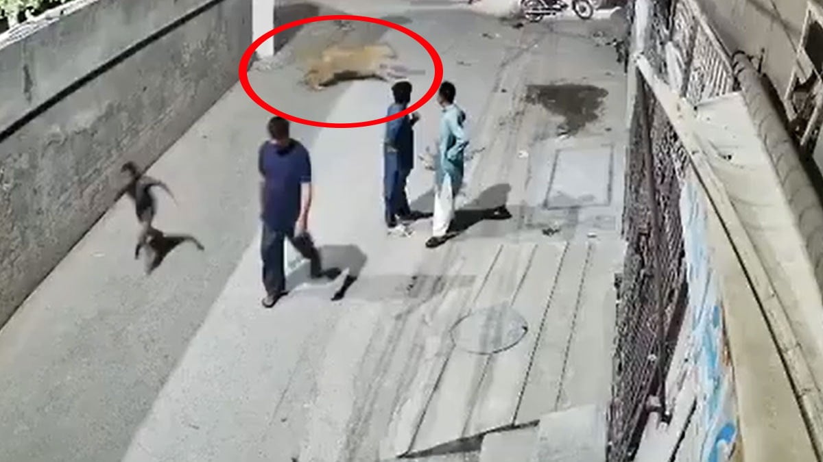 Türkiye’den sonra o ülkede de aslan dehşeti: Sahipleri tutuklandı Türkiye’den sonra o ülkede de aslan dehşeti: Sahipleri tutuklandı