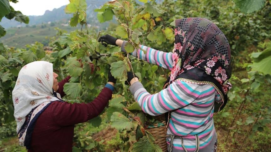 Vali Yardımcısı : Fındık işçisinin yevmiyesi belli oldu Vali Yardımcısı : Fındık işçisinin yevmiyesi belli oldu