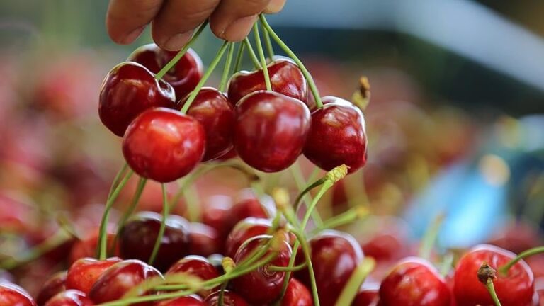 Vatandaş kiraza hasret kaldı: En ucuzu 500 TL! 1000 liraya kadar çıkıyor Vatandaş kiraza hasret kaldı: En ucuzu 500 TL! 1000 liraya kadar çıkıyor