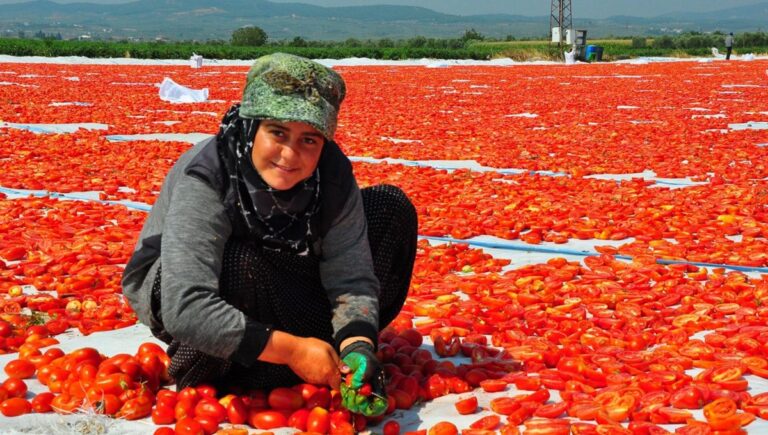 34 ülkeye ihraç: Kilosu 110 ve 120 TL arasında 34 ülkeye ihraç: Kilosu 110 ve 120 TL arasında