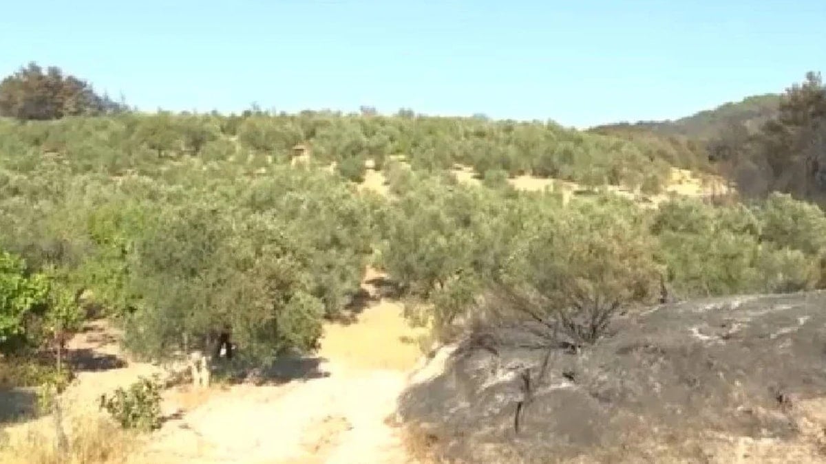 Alevler her yeri sardı, orası hiç etkilenmedi! Çanakkale’de akıllara durgunluk veren görüntü Alevler her yeri sardı, orası hiç etkilenmedi! Çanakkale’de akıllara durgunluk veren görüntü