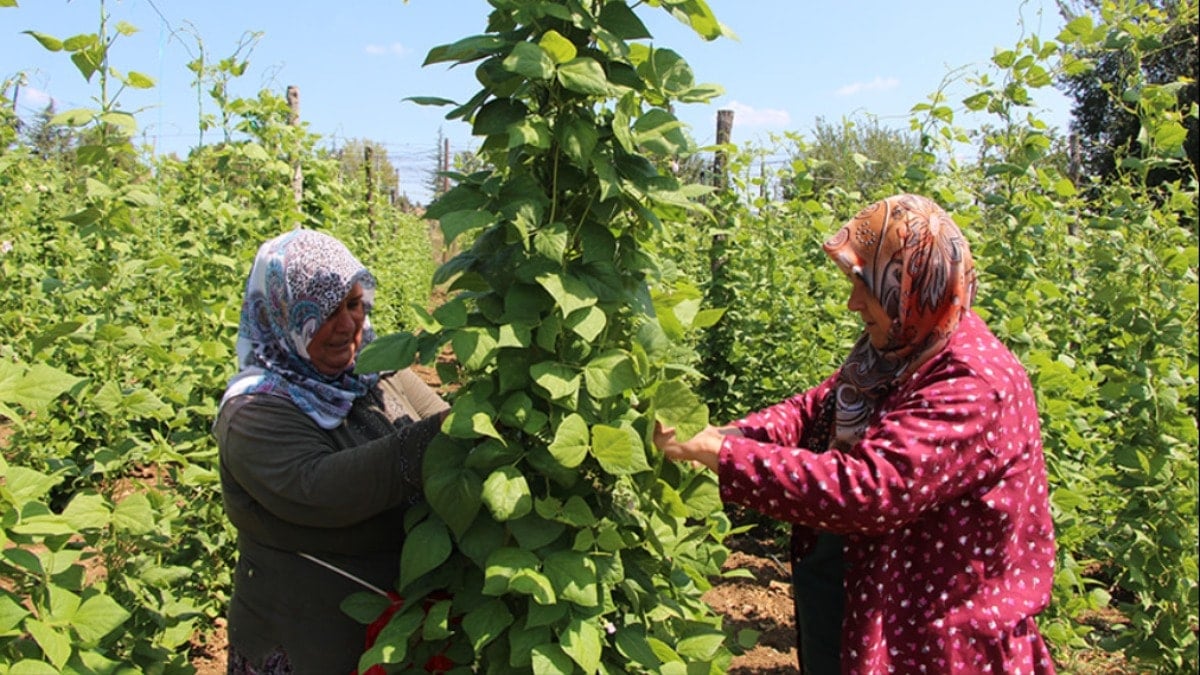 Çiftçi isyanda, son yılların en kötü hasadı başladı Çiftçi isyanda, son yılların en kötü hasadı başladı