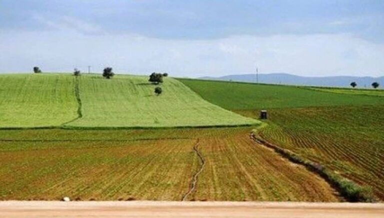 Eylülde başlıyor: Ekilmeyen tarla kiralanacak Eylülde başlıyor: Ekilmeyen tarla kiralanacak