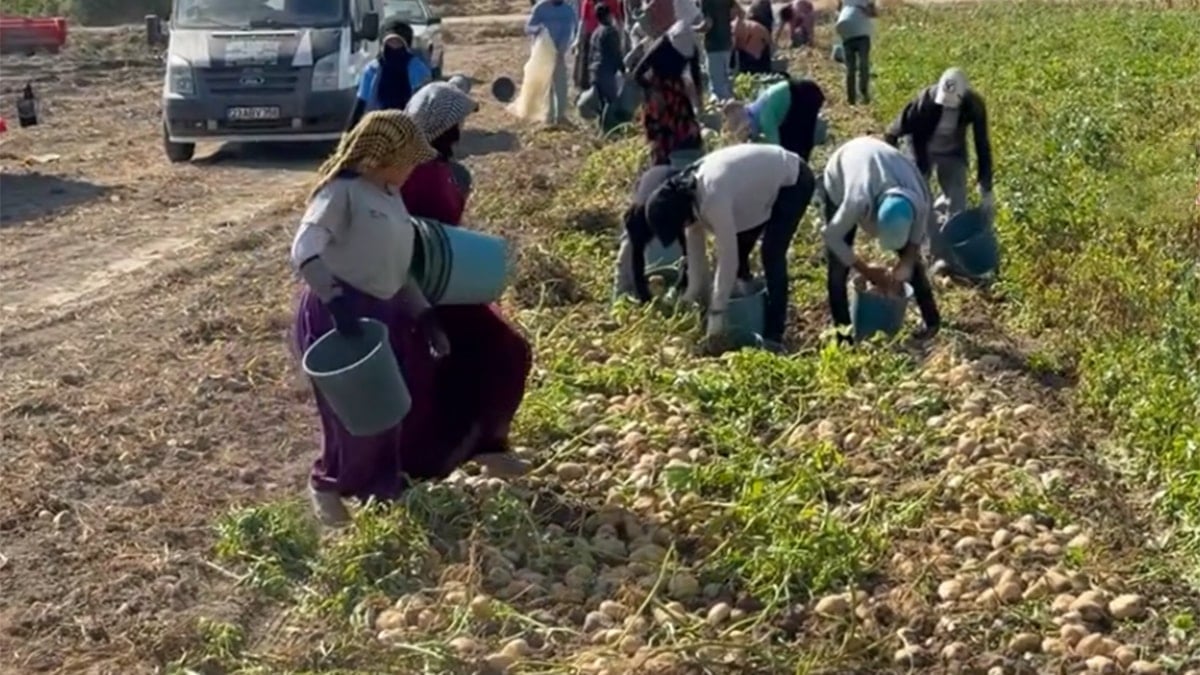 Marketlerin verdiği fiyat isyan ettirdi, halka bedava dağıttı Marketlerin verdiği fiyat isyan ettirdi, halka bedava dağıttı
