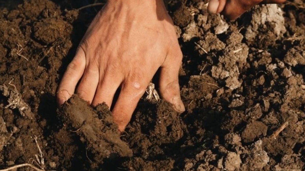 Şifa deposunu şimdi toprağa eken 3 yıla servet yapıyor Şifa deposunu şimdi toprağa eken 3 yıla servet yapıyor