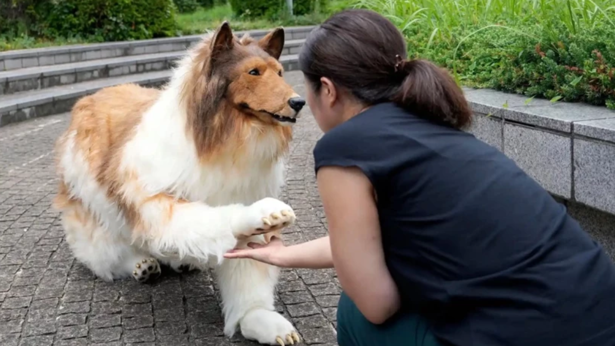 Yüz binlerce lira harcayıp köpek olmuştu: Yüzünü ilk kez gösterdi Yüz binlerce lira harcayıp köpek olmuştu: Yüzünü ilk kez gösterdi